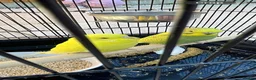 Budgerigars birds for sale: 2 budgies + cage + some food for sale in Watford - Advert 1