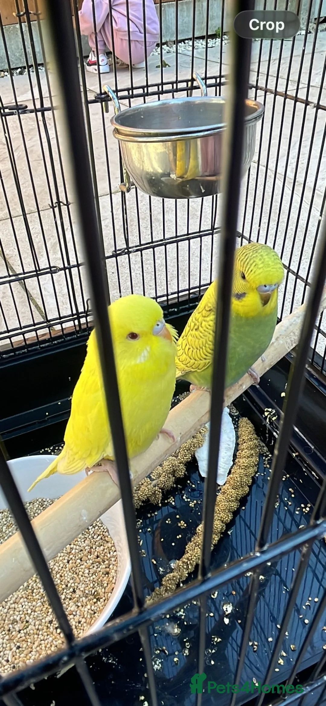 Budgerigars birds for sale: 2 budgies + cage + some food for sale in Watford - Advert 1