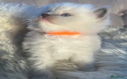 Ragdoll cats for sale: Ragdoll kittens pure breed!!! 😺 - Image 6