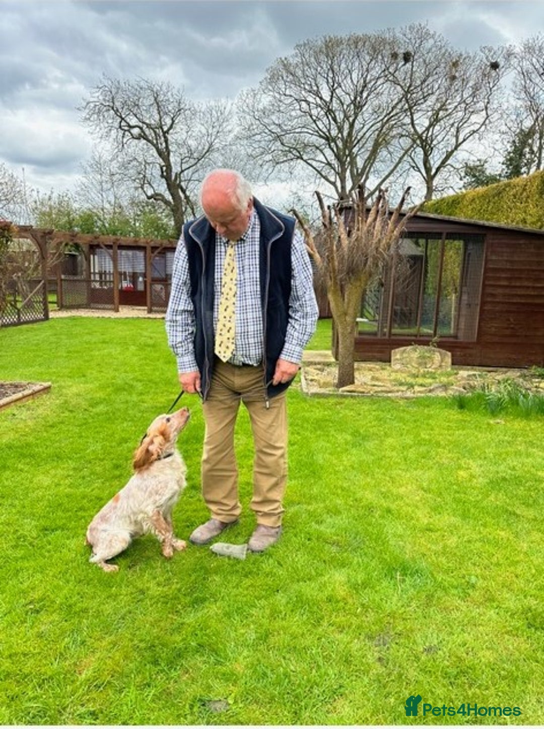 Cocker Spaniel dogs for sale: Cocker Spaniel puppies for sale - Advert 2