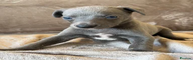 Whippet 5
