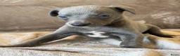 Whippet dogs for sale: ❤️ BEAUTIFUL BLUE WHIPPETS KC REGISTERED❤️ - Advert 17