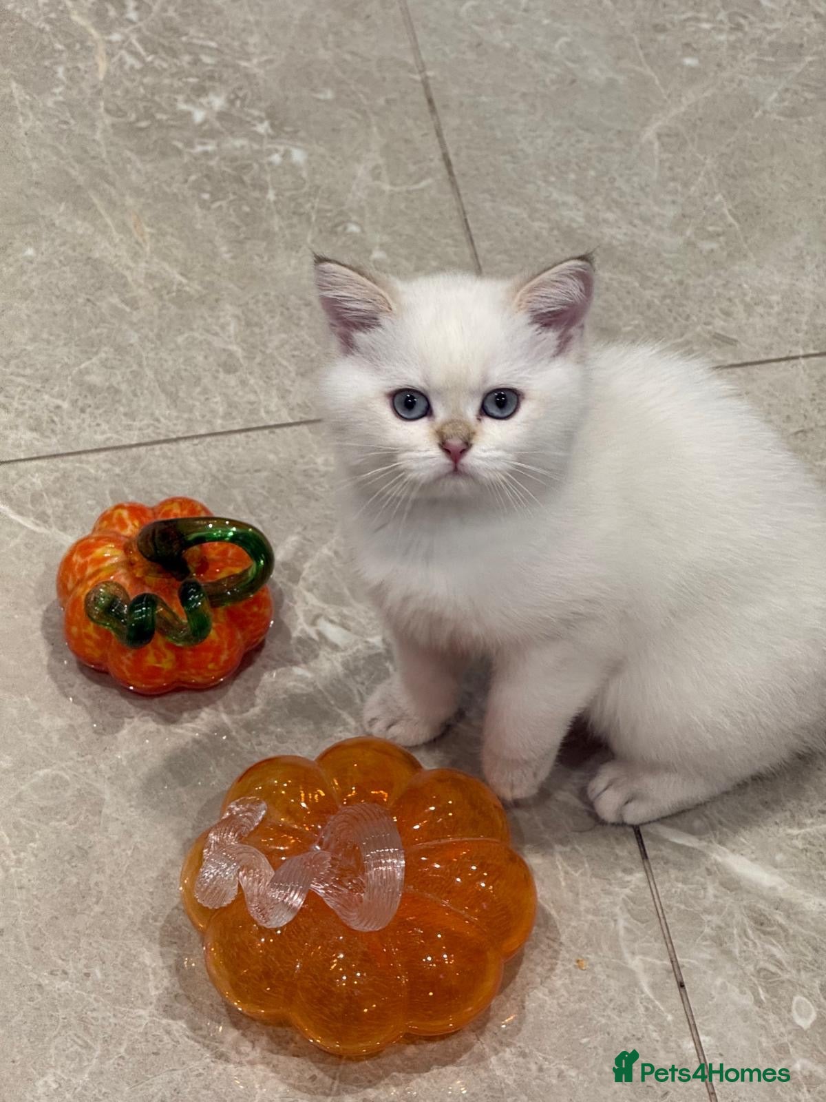 Scottish Fold cats for sale:  *LUXURY SCOTTISH KITTENS* - Advert 2