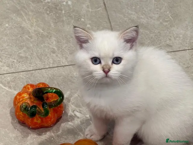 Scottish Fold cats for sale: *LUXURY SCOTTISH KITTENS* - Advert 2
