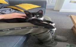 Mixed Breed cats for sale: 8 week old little boy - Image 3