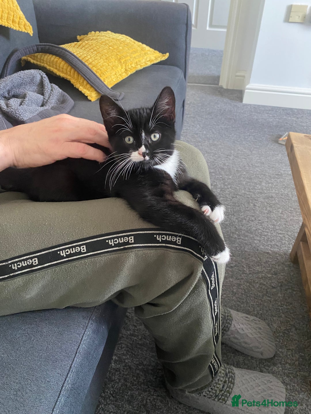Mixed Breed cats for sale: 8 week old little boy - Image 3
