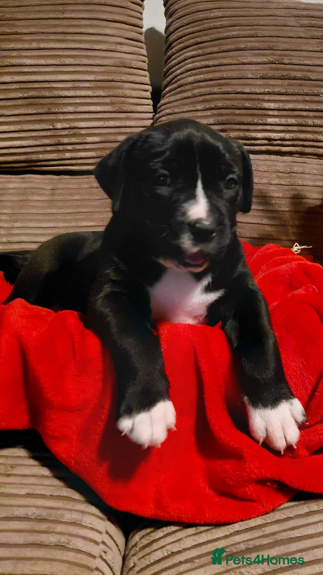 Presa Canario dogs for sale: Beautiful presa canario X alpha blue blood bulldog - Advert 10