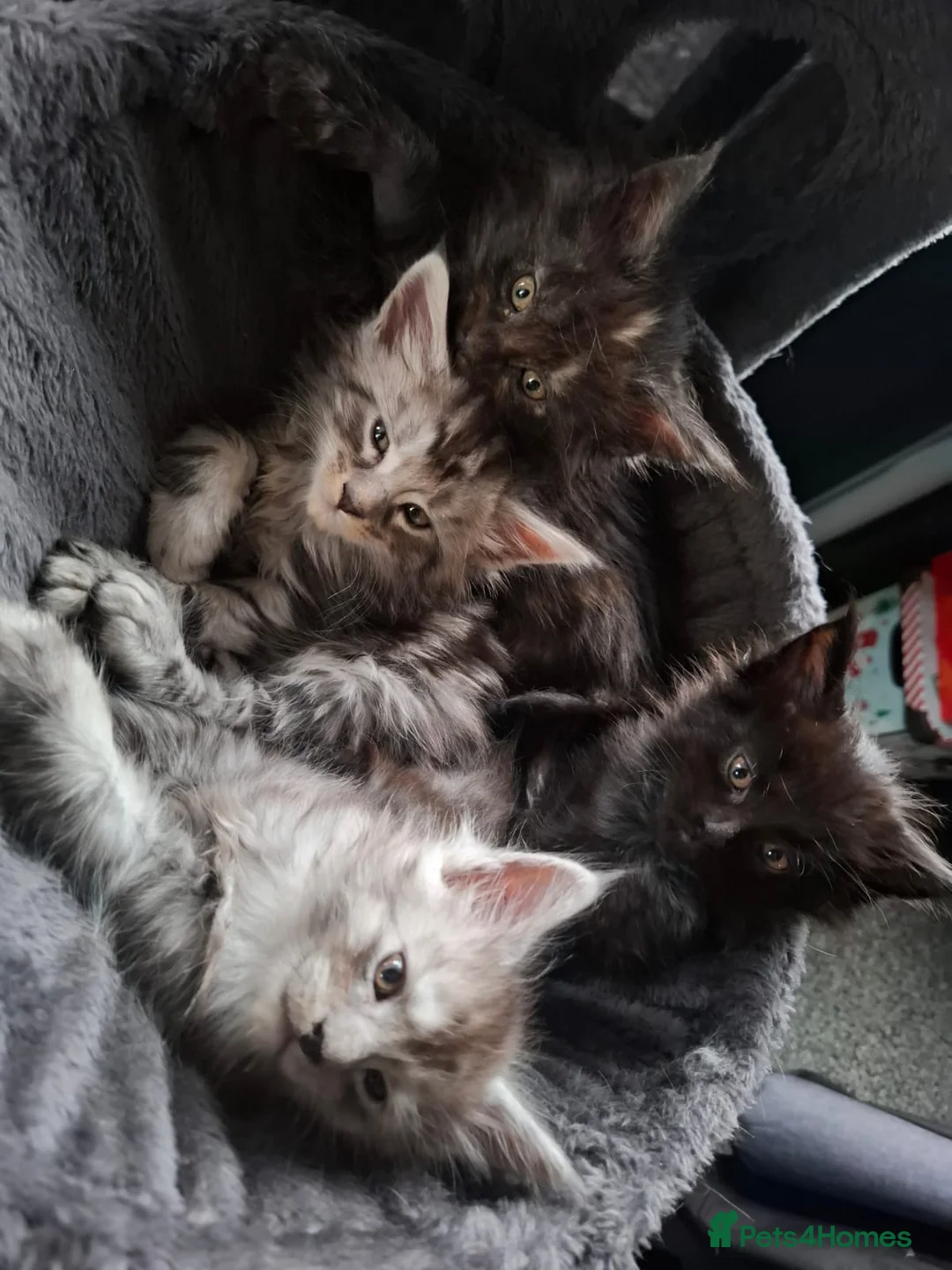 Maine Coon cats for sale: 5 Beautiful Maine Coon kittens  - Advert 1
