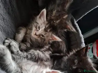 Maine Coon cats 5 Beautiful Maine Coon kittens - Advert 12