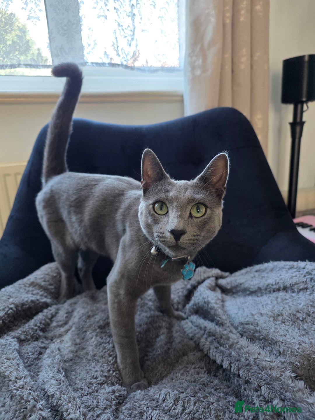 Russian Blue cats for sale: Amazing Russian Blue kitten looking for new home - Image 11
