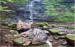 Bengal cats for sale: Bengal Kitten 1 - 🌟Pedigree bengal kittens🌟 - Image 8