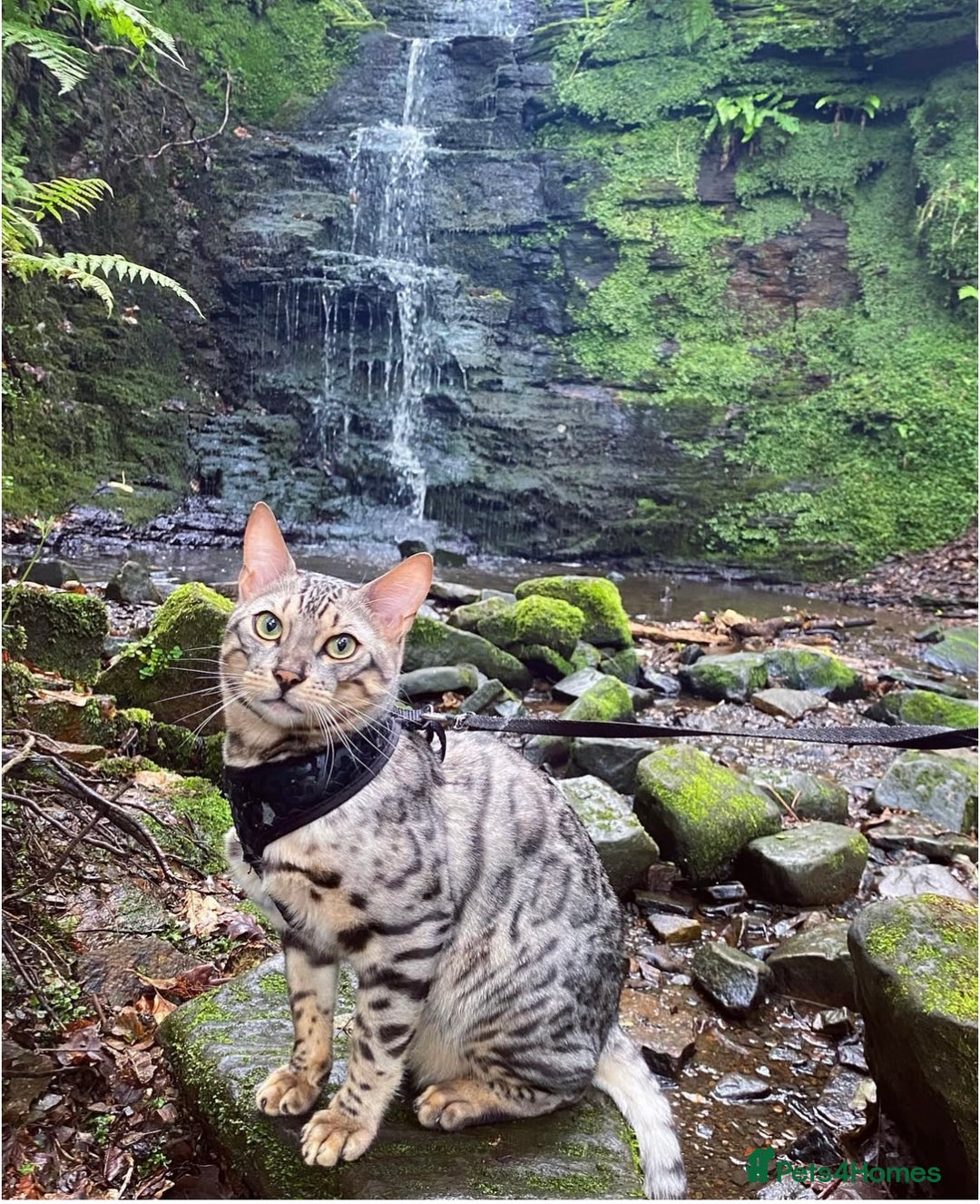 Bengal cats for sale: Bengal Kitten 1 - 🌟Pedigree bengal kittens🌟 - Image 8