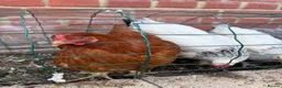 Mixed Breed poultry for sale: Laying hens mix breed  in Bicester - Advert 2