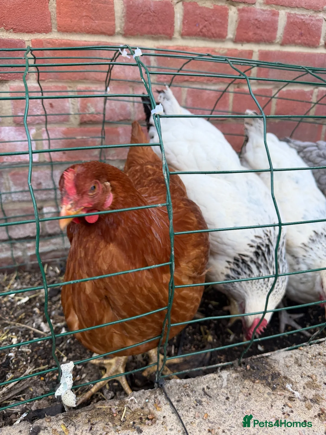 Mixed Breed poultry for sale: Laying hens mix breed  in Bicester - Advert 2