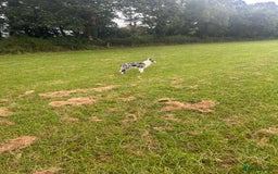 Border Collie dogs for sale: Blue Merle Bitch - Image 4