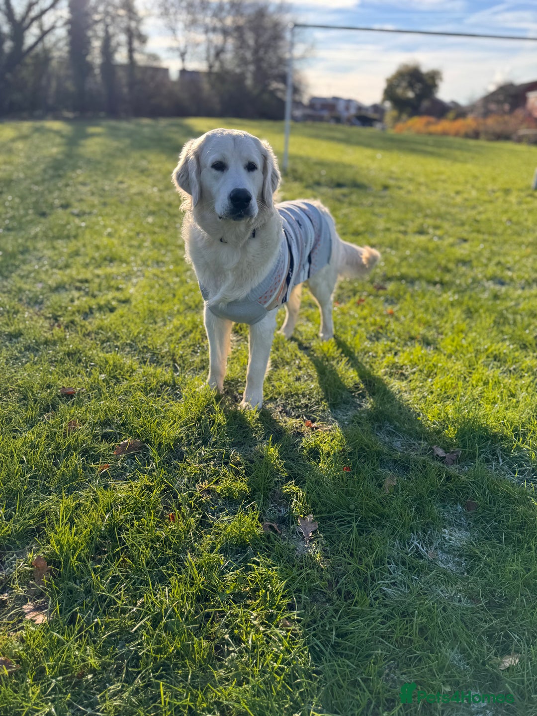 Golden Retriever dogs for stud: Bear -Now available for stud  - Advert 8