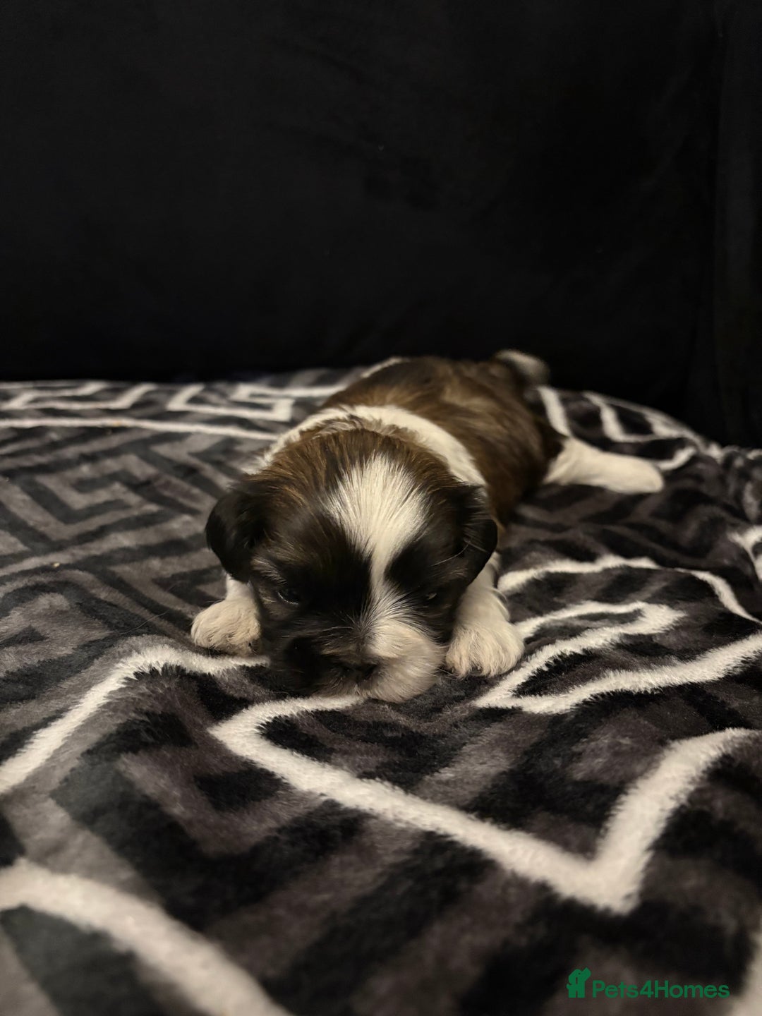 Shih Tzu dogs for sale: 2 female Shih Tzu puppies  - Advert 22