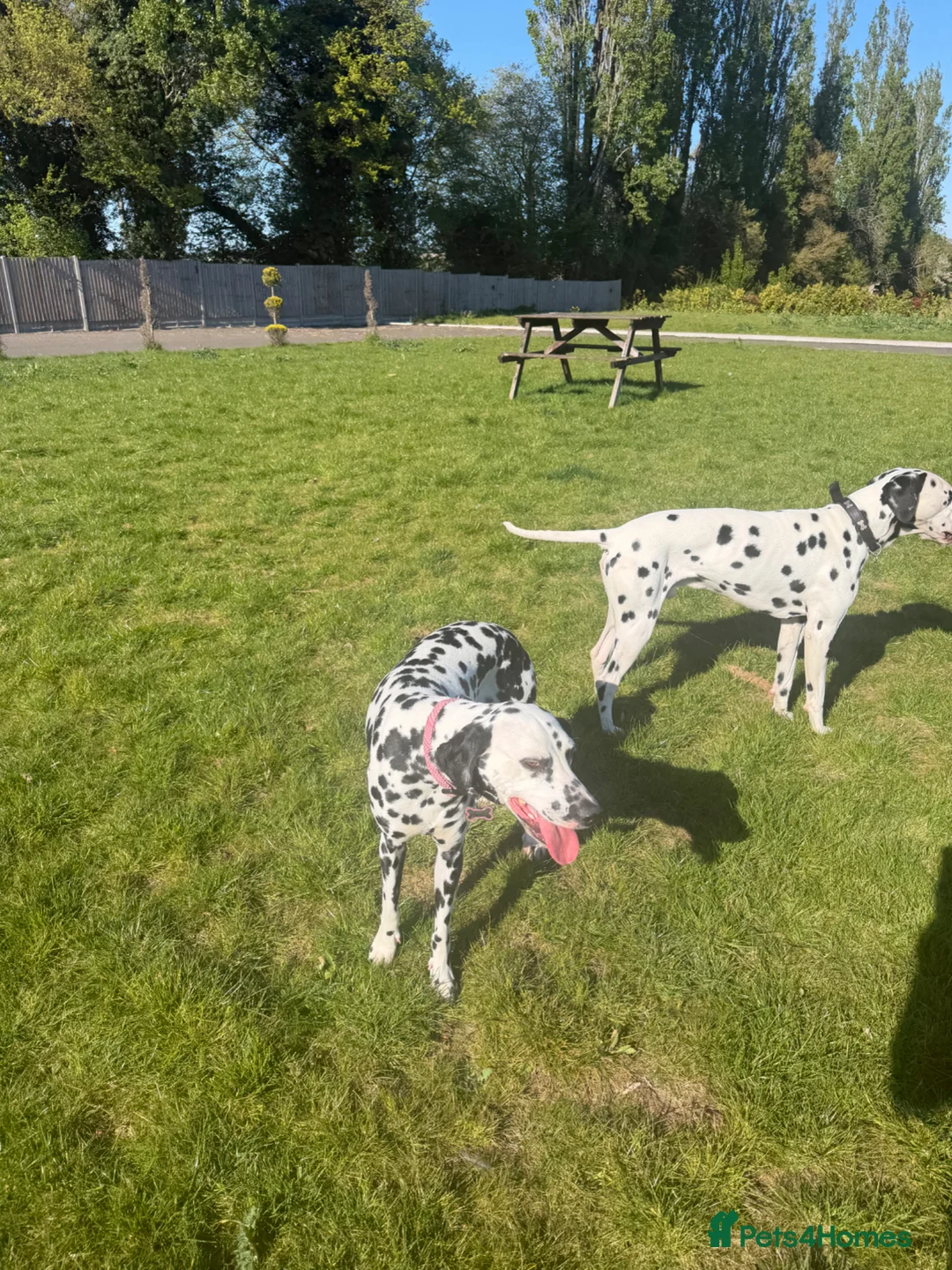 Dalmatian dogs for sale:  Kc ✨LITTER INCOMING!! Perdy and Pongos puppies ✨ - Advert 2