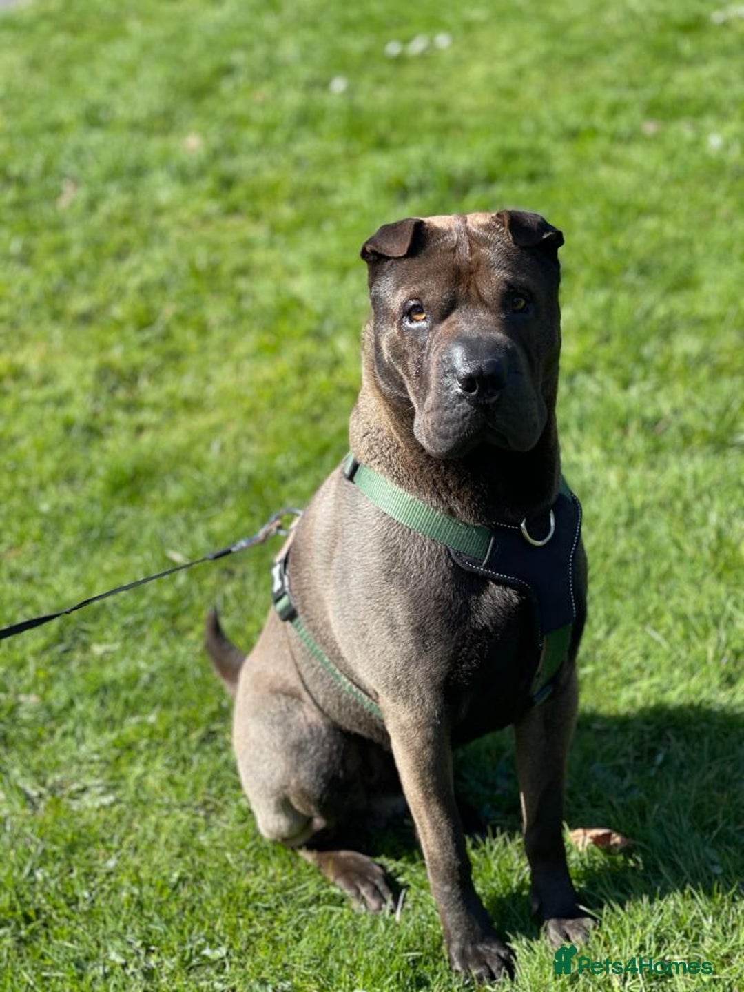 Shar Pei dogs for stud: Handsome Shar Pei available for stud in Ashton-under-Lyne - Advert 4