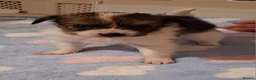 Papillon dogs for sale: Fully Health Tested Papillon Puppies for Sale - Advert 10