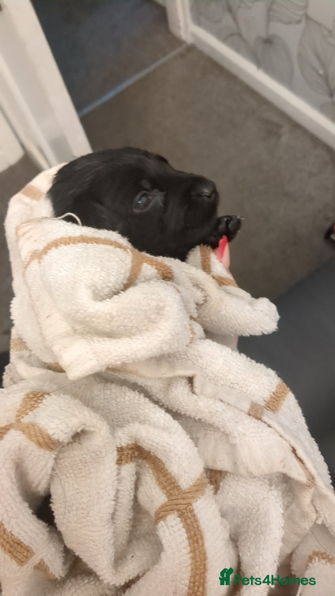 Labrador Retriever dogs for sale: Gorgeous black and silver Labrador puppies - Advert 3