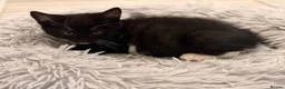 Mixed Breed cats for sale: 3 Black and White Mixed Male Kittens  in Sheffield - Advert 4