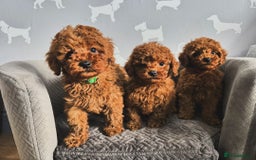 Toy Poodle dogs for sale: EXTENSIVE HEALTH TEST KC RED TOY POODLES LICENSED - Image 5