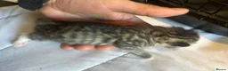 Mixed Breed cats for sale: 5 Cute kittens 🐈 - Advert 8
