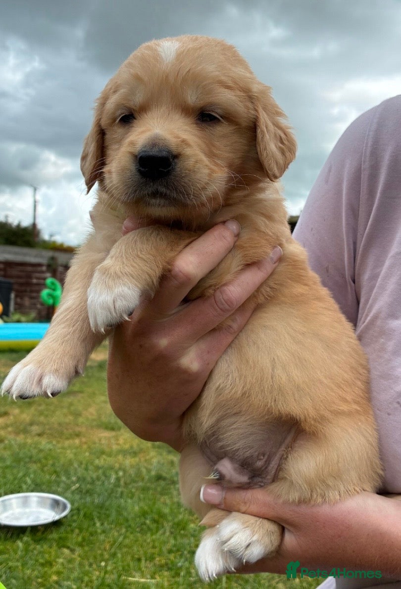 Golden Retriever Puppy 1