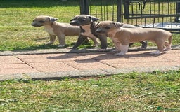 Italian Greyhound dogs for sale: Italian greyhound puppy’s  - Image 1