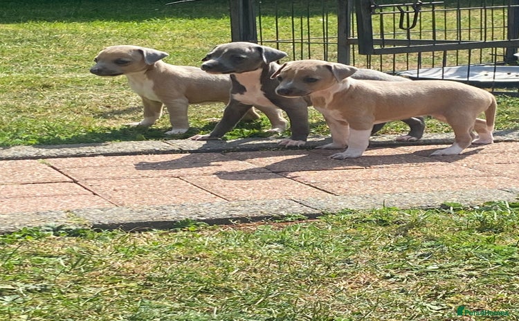 Italian Greyhound dogs - Advert 1