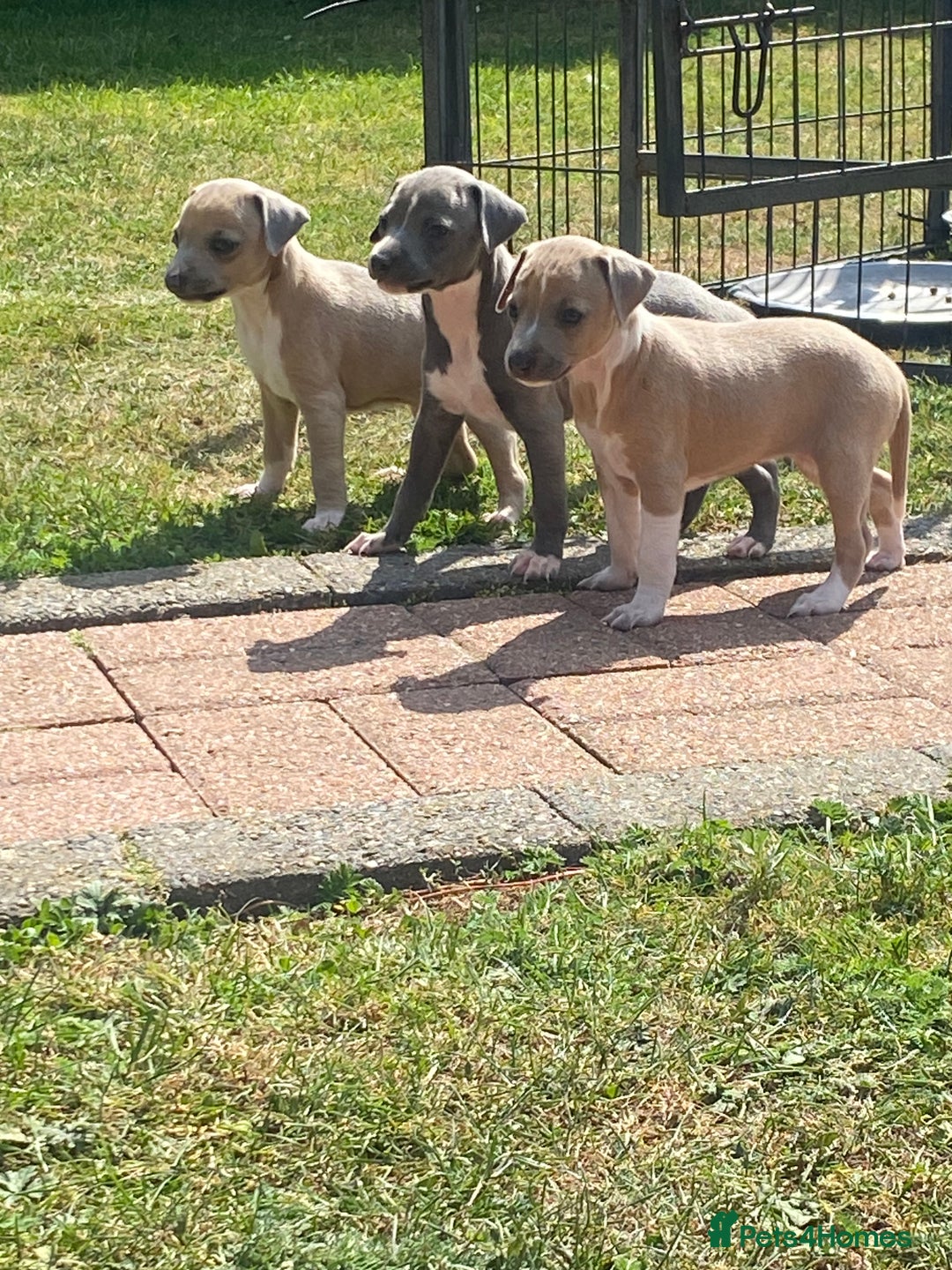 Italian Greyhound dogs for sale: Italian greyhound puppy’s  - Image 1