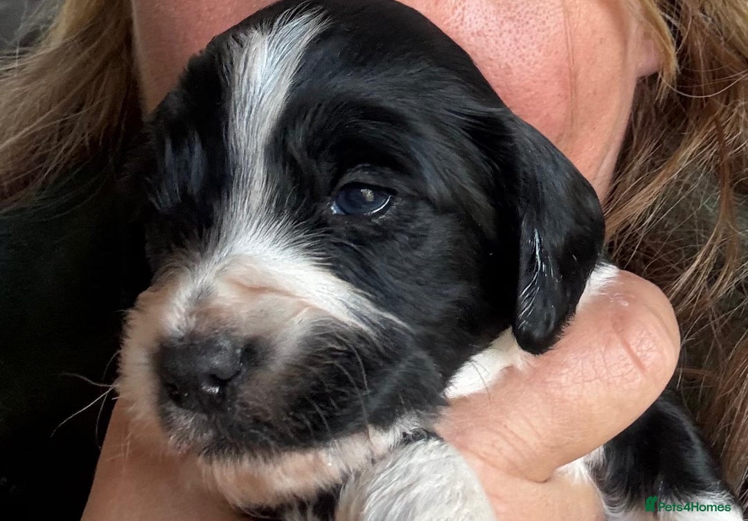 Mixed Breed dogs for sale: English Springer Spaniel X Cockerpoo  - Image 7