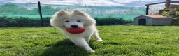 Samoyed dogs for sale: 10 Month Old Samoyed Ready for His Forever Home! - Advert 10