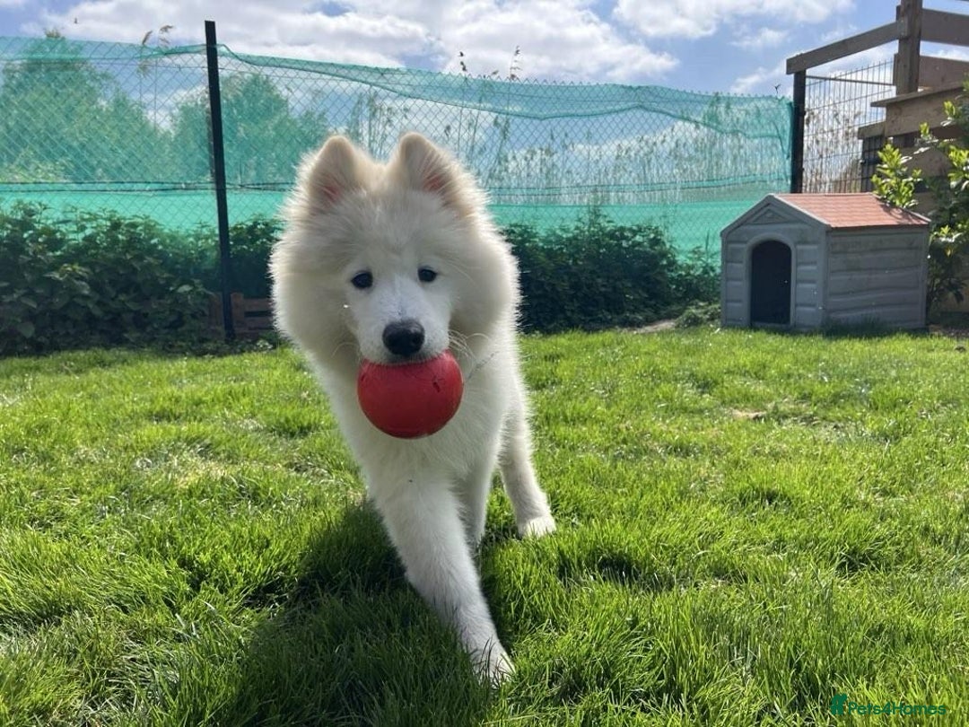 Samoyed dogs for sale: 10 Month Old Samoyed Ready for His Forever Home! - Advert 10