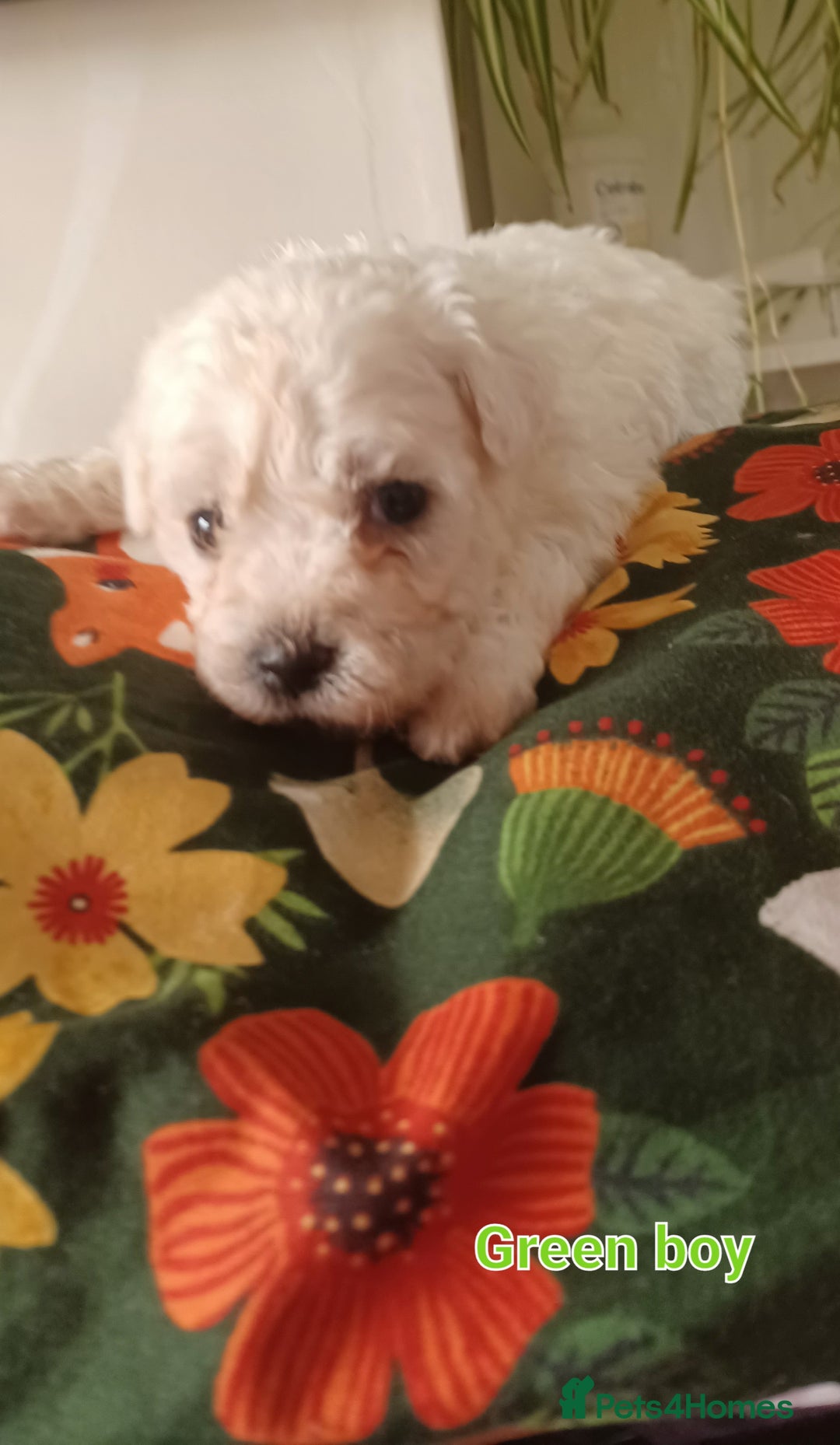 Bichon Frise dogs for sale: GORGEOUS BICHON FRISE❤️ 2 girls 3 boys - Image 6
