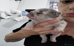 French Bulldog dogs for sale: French bulldog puppies - Image 3