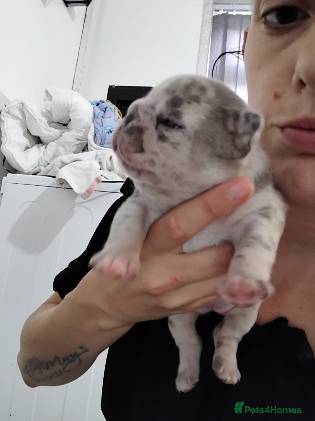 French Bulldog dogs for sale: French bulldog puppies - Image 3