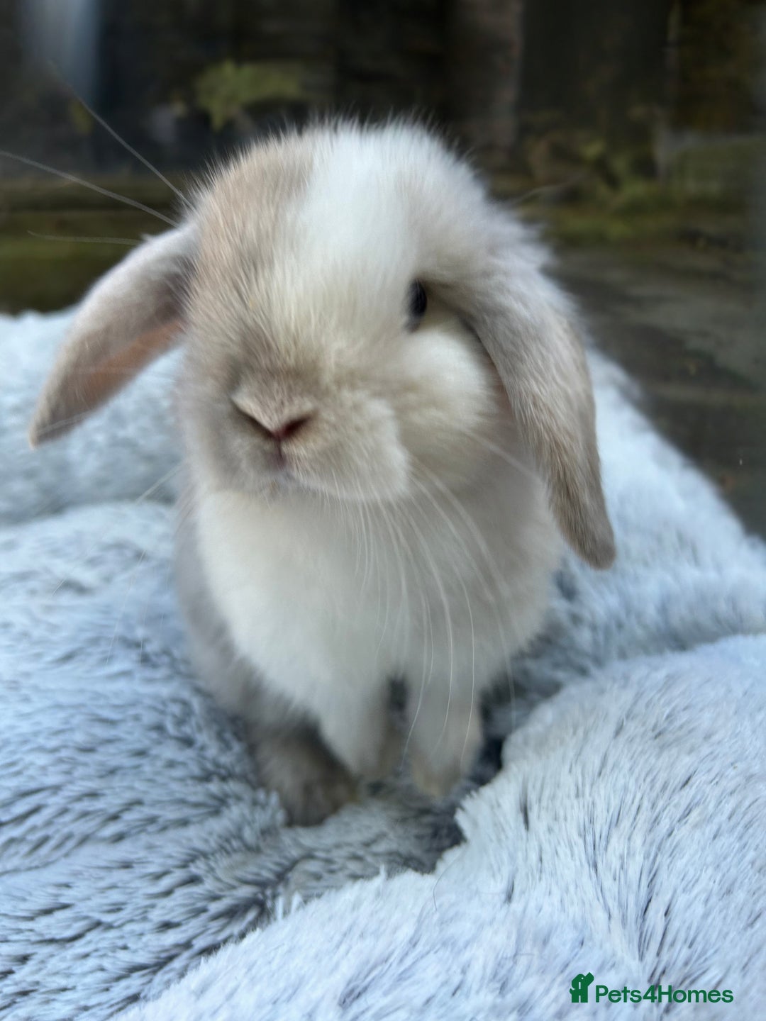 Mini Lop rabbits for sale: Beautiful Mini Lops - Image 1