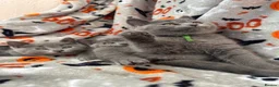 British Shorthair cats for sale: British Shorthairs - Advert 7