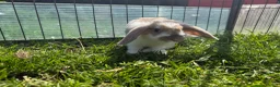 Mini Lop rabbits for sale: Litter of Mini Lop bunnies  - Advert 5