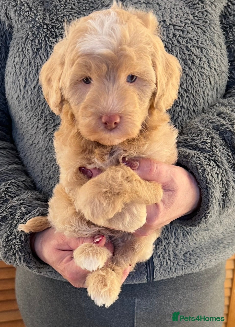 Labradoodle dogs READY NOW! Mini Labradoodle puppies - Advert 1
