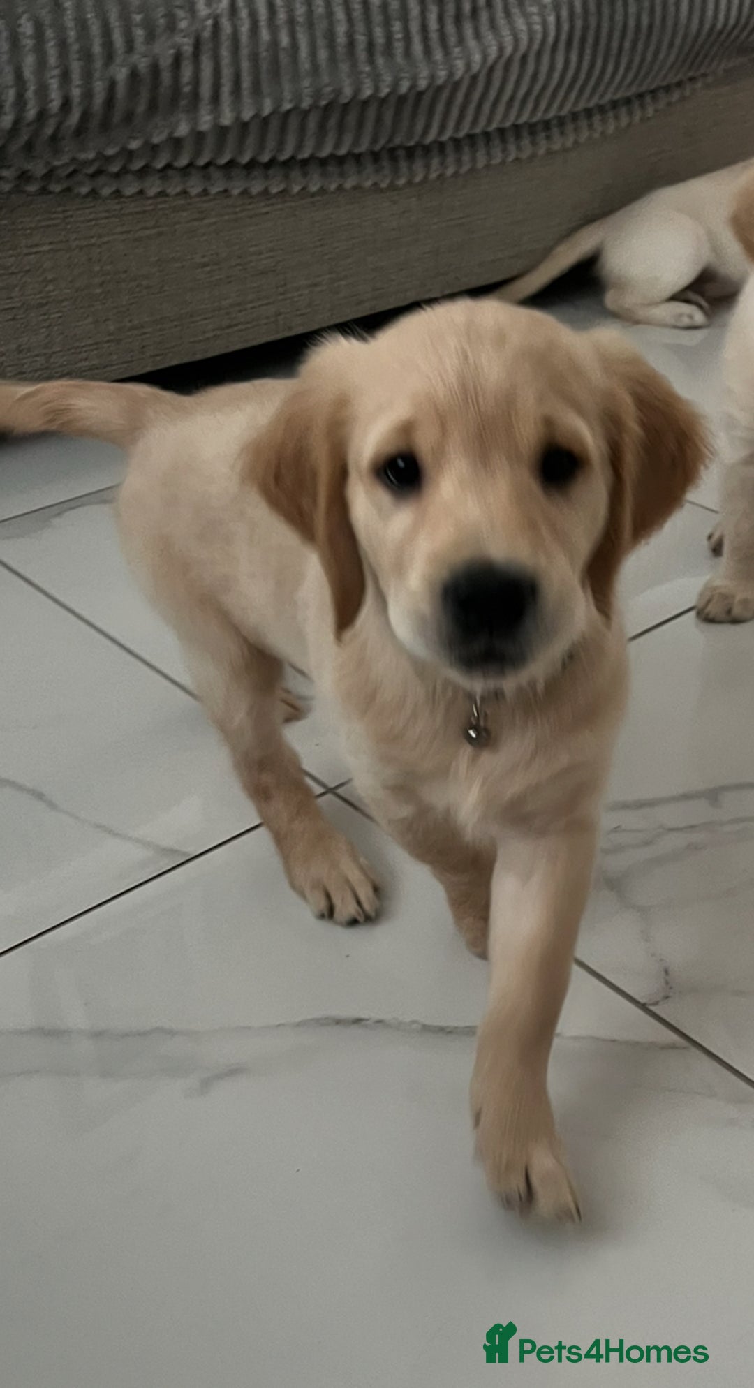 Golden Retriever dogs for sale: Golden retriever  - Advert 23