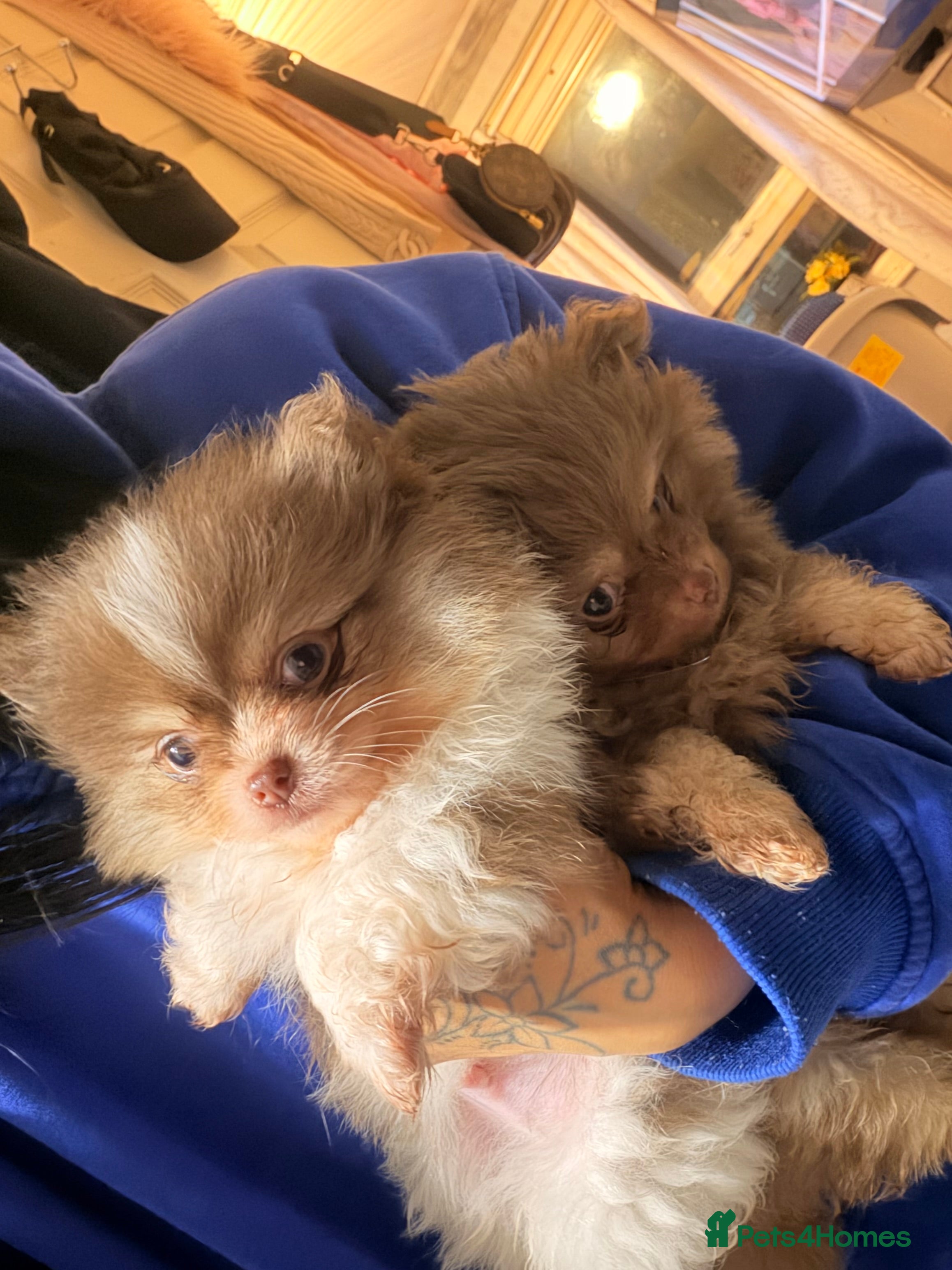 Pomeranian dogs poms   - Advert 8