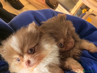 Pomeranian dogs poms - Advert 8