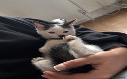 British Shorthair cats for sale: oreo color bsh - Image 1
