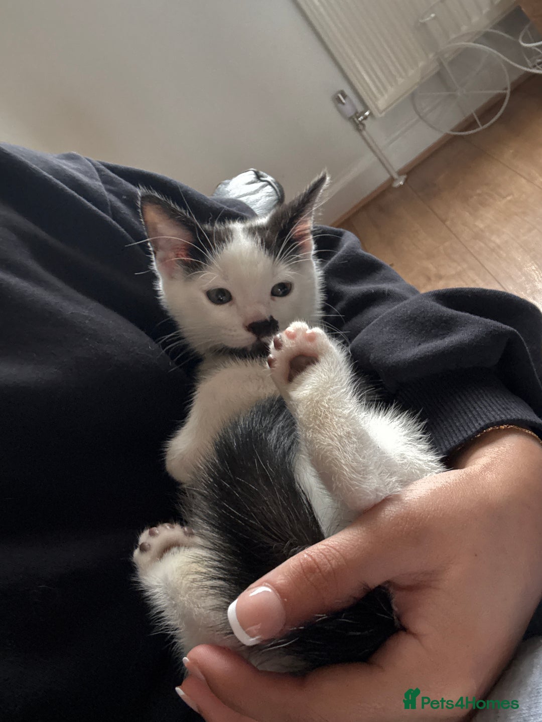 British Shorthair cats for sale: oreo color bsh - Image 1