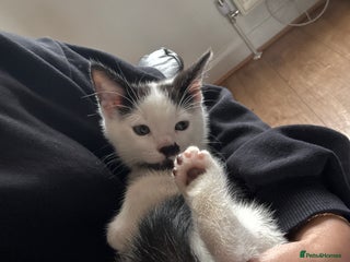 British Shorthair cats - Advert 7