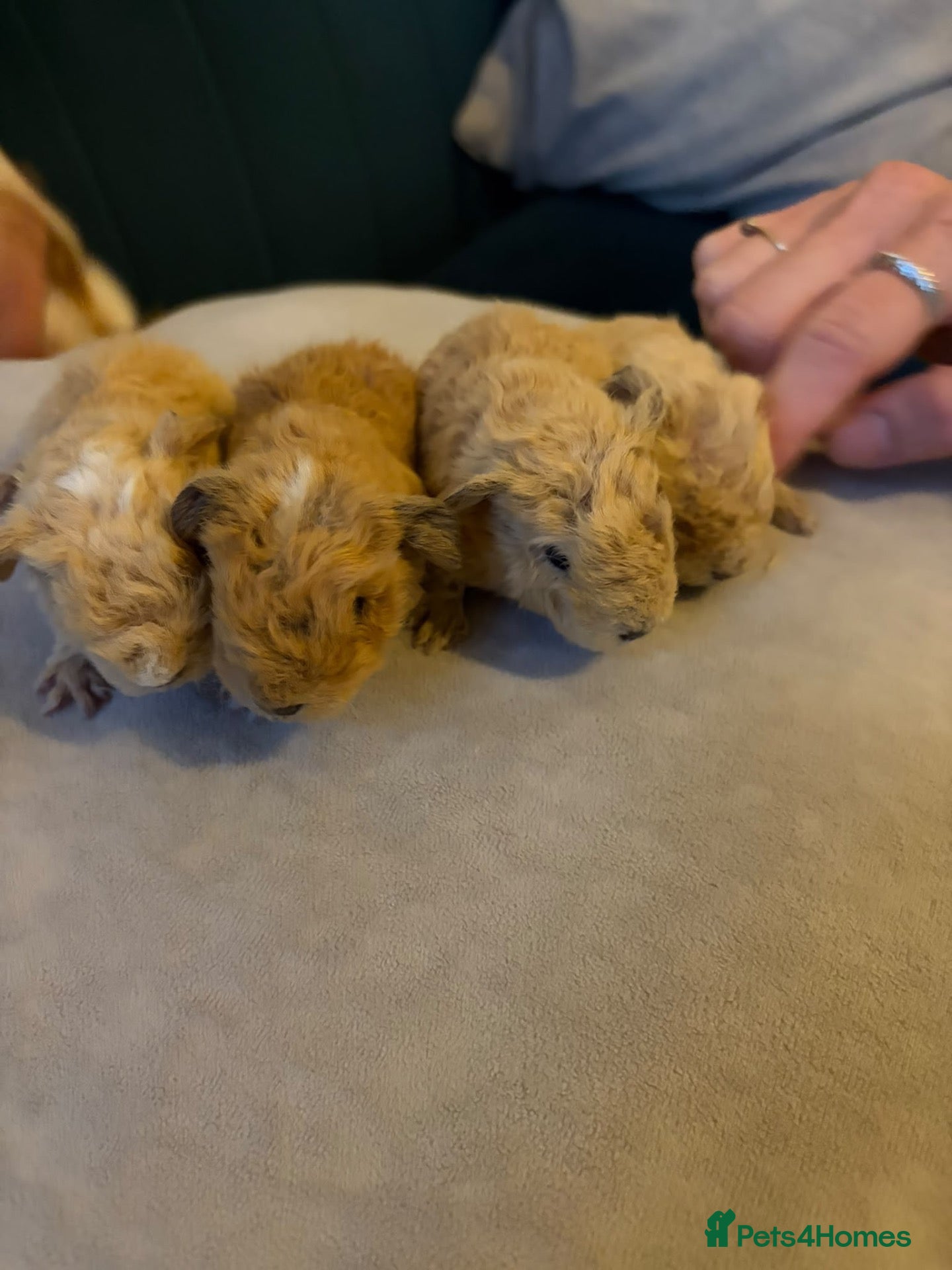 Guinea Pig rodents Male Texel Guinea Pigs for sale - Advert 23