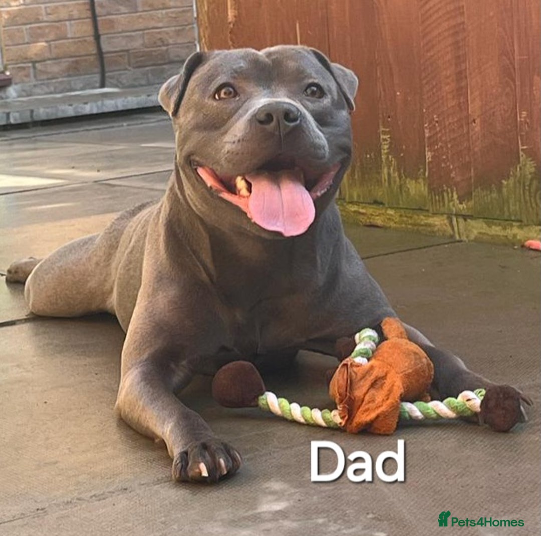 Staffordshire Bull Terrier dogs for sale: Beautiful Staffordshire Bull Terrier puppies - Advert 8